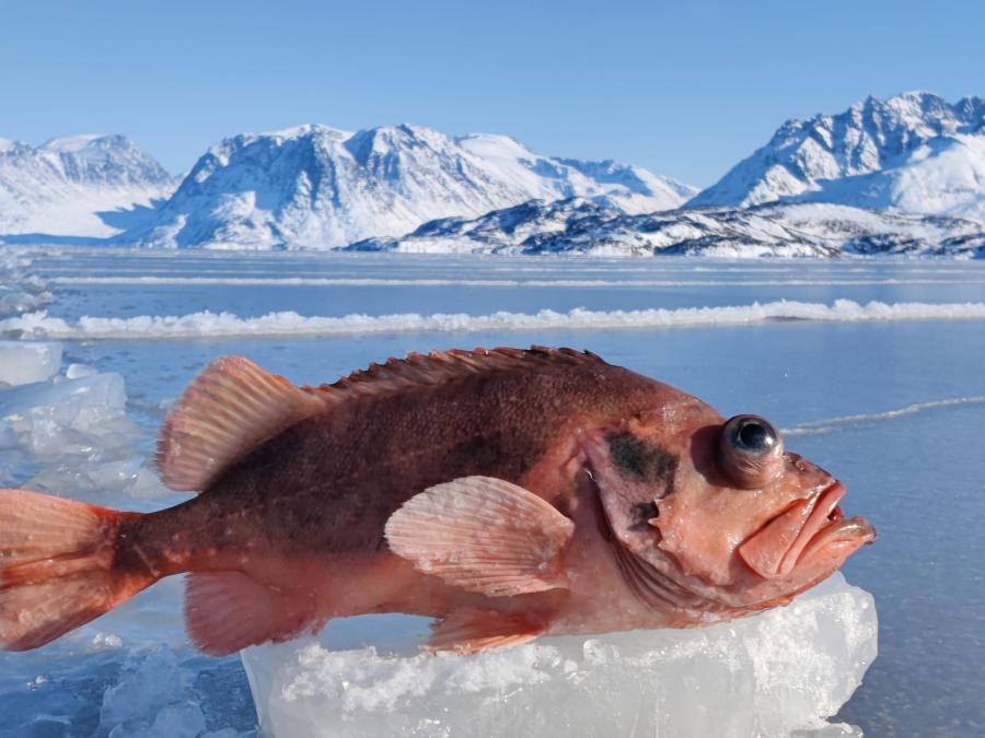 Qaasuitsup killeqarfiani suluppaagaq pisaq