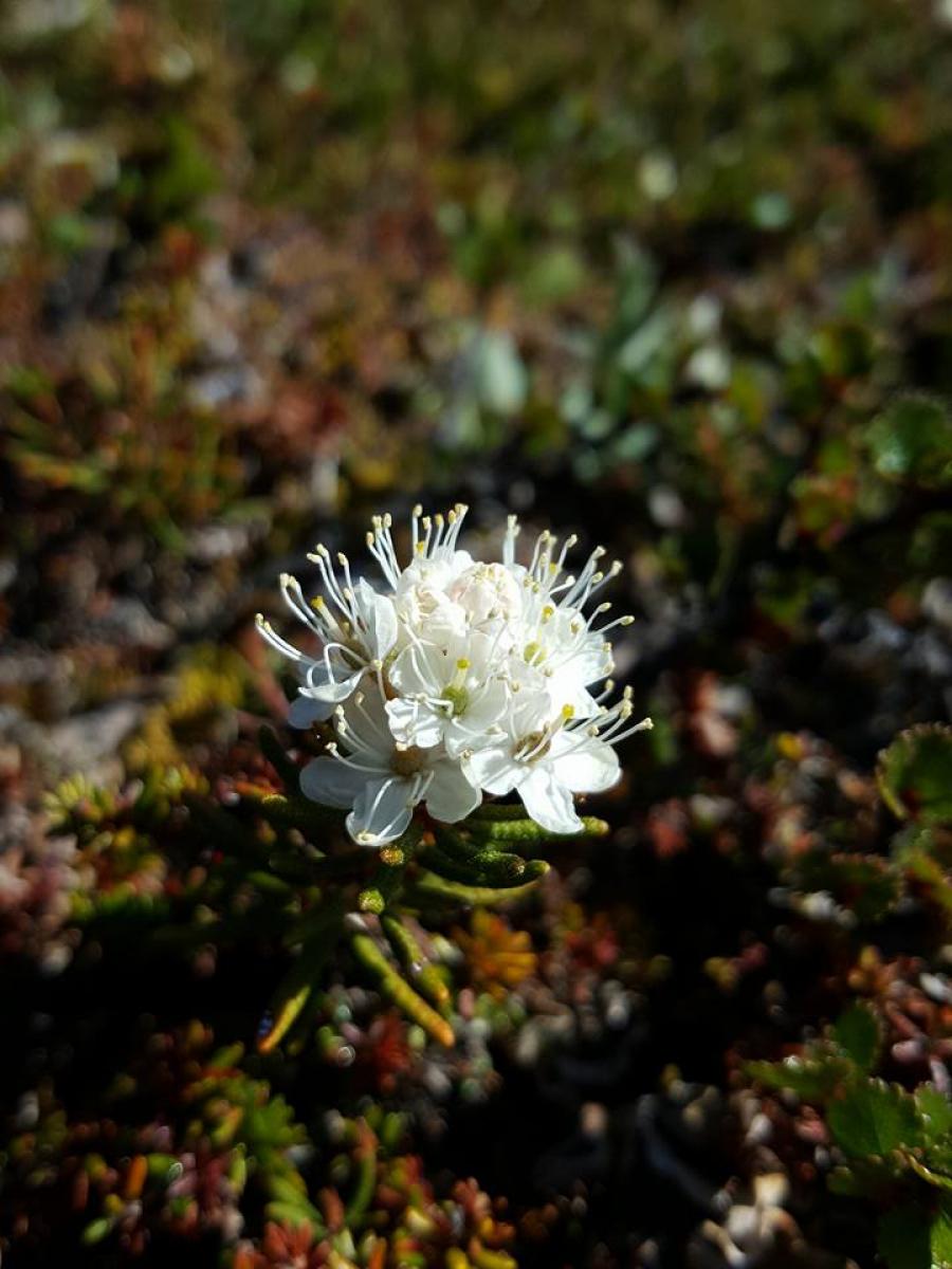 Tipigissoq