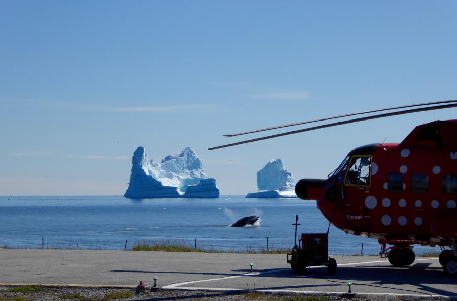 S-61 og en pukkelhval, Qeqertarsuaq juli 2016