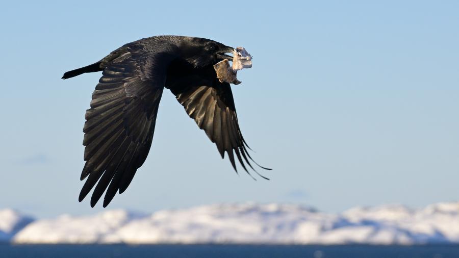 Ravn med et måltid mad