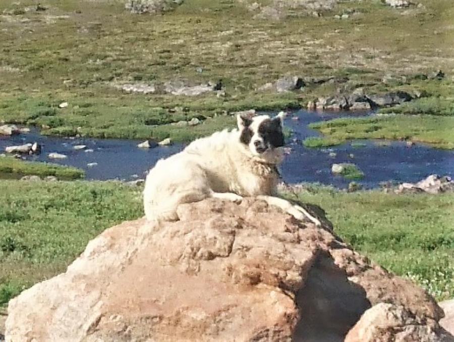 Sisimiut Slædehund