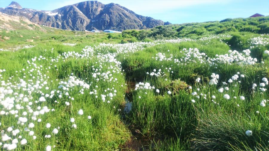 Simiut Sommer 2018
