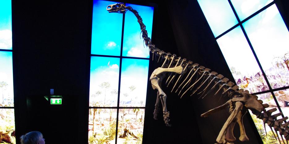 På billedet ses et komplet skelet af den dinosaur, som er fundet i Østgrønland. Fossilerne er nu pakket ned og kan sendes til Grønland, hvis Grønlands Nationalmuseum og Arkiv ønsker det.