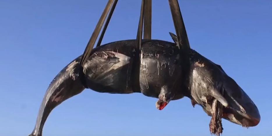 Drægtig hval skyllede i land med 22 kilo plastik i maven. Foto: AP Drægtig hval skyllede i land med 22 kilo plastik i maven. Foto: AP